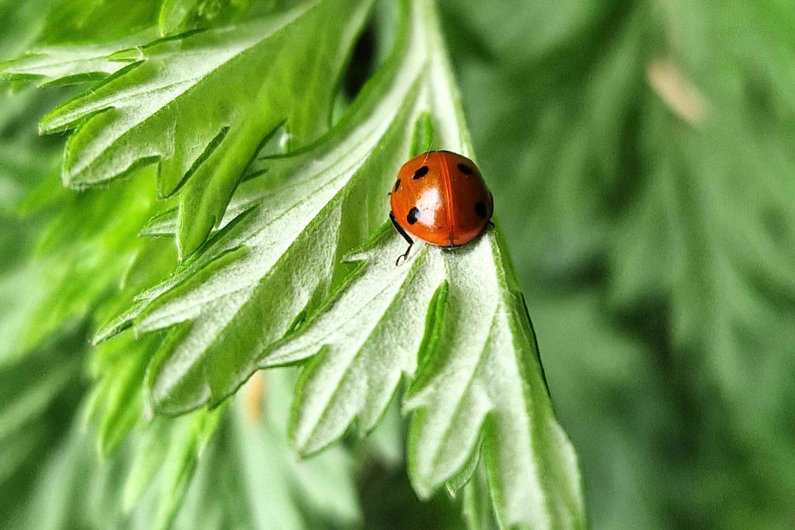 Foto von Marienkäfer auf Artemisia vulgaris