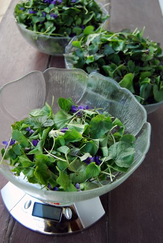 Frische Veilchen in Glasschüssel